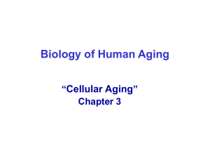 3) Cellular Aging - Cal State LA