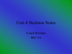 Unit 4 Skeleton Notes