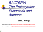 SBI 3U1 Bacteria Overview