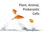 Plant vs. Animal Cells