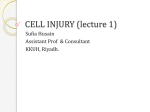 lecture2-CELL INJURY lecture 1 for medical sept 2013
