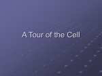 A Tour of the Cell