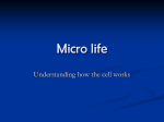 Microlife