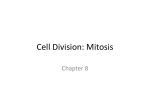 Mitosis