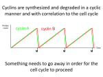 Cell Cycle II