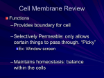 The Cell Theory and Membrane Transport