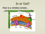 In or Out? How is a window screen similar to a cell membrane?