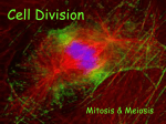 Mitosis Powerpoint