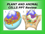 PLANT AND ANIMAL CELLS PPT Review