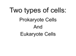 Two types of cells: