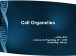 Anatomy & Physiology of the Cell