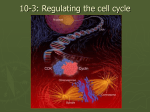 Regulating the cell cycle - Sonoma Valley High School