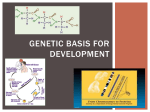 Genetic Basis for Development