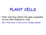 Plant cells - Cloudfront.net