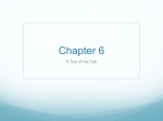 Chapter 6 - MrsAllisonMagee