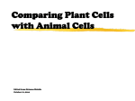 Plant Cells: Comparing Plant Cells with Animal Cells