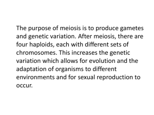 Meiosis Flip Project Lena Wachs