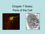 Notes: parts of a cell