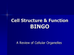Cell Structure & Function BINGO