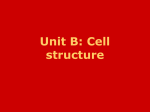 Unit B: Cell structure