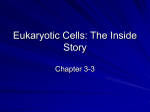 Eukaryotic Cells: The Inside Story