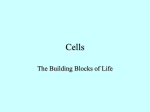 Cells - Cinnaminson