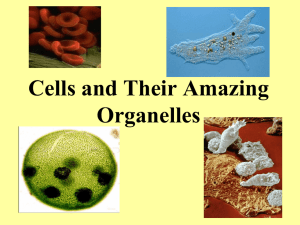 Organelles PPT