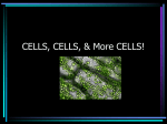 CELLS, CELLS, & More CELLS!
