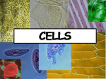 Cell_Theory_and_Microscopes_2011