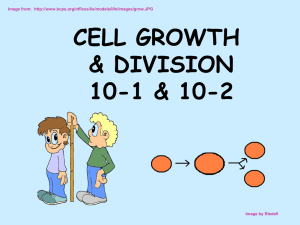 Cell Cycle and Mitosis notes