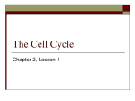 The Cell Cycle - Jefferson School District