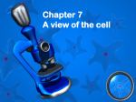 Chapter 7 A view of the cell