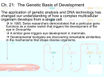 C elegans