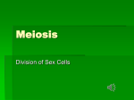 Meiosis Powerpoint