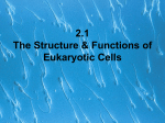 Cell Structure and Function