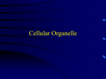 Cellular Organelle