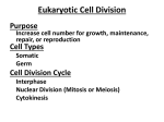 Mitosis