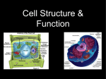 Cell Structure & Function