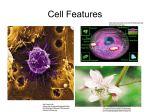 Cell Features Presentation