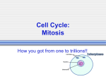 Mitosis and the Cell Cycle