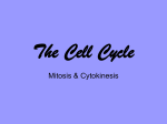 Mitosis & Cytokinesis Notes