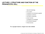 LECTURE 2. STRUCTURE AND FUNCTION OF THE PROKARYOTIC CELL