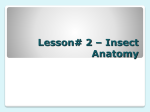 Lesson# 1 - External Anatomy of Insects