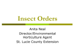Insect Orders - St. Lucie County Extension Office