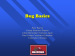 Bug Basics - University of Arizona