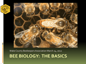 Bee biology: the basics - Wake County Beekeepers