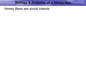 Biology & Anatomy of the Honey Bee