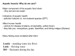 Lab invertebrate lecture