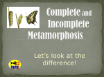 Metamorphosis-PowerPoint1