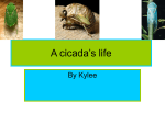 cicadas - Kylee619
